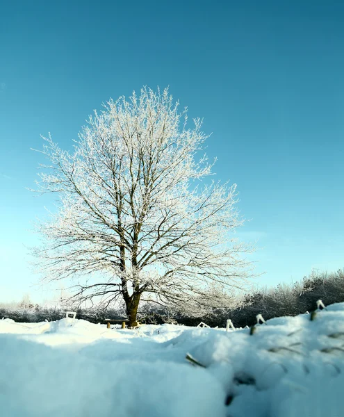 Árvore congelada no campo de inverno e céu azul.Toning imagem . — Fotografia de Stock