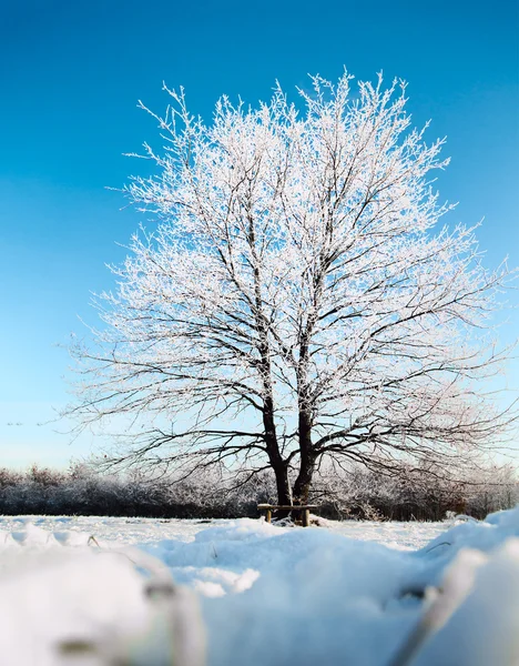 Zmrazené strom na zimu pole a modré oblohy. Tónování obrazu. — Stock fotografie