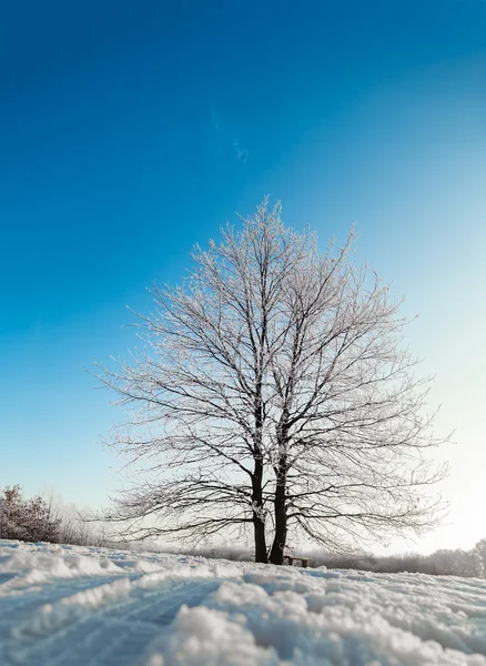 Frysta träd på vintern fält och blå himmel. Toning bild. — Stockfoto