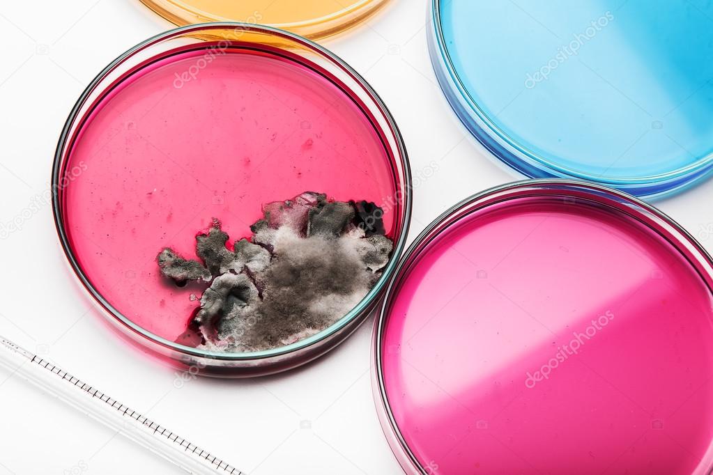 Petri dish with mold on white, selective focus.