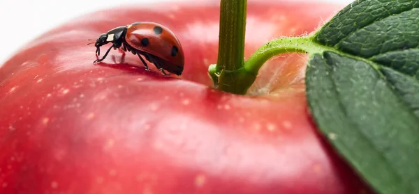 Rode appel... Lieveheersbeestje op rode appel en groene blad . — Stockfoto