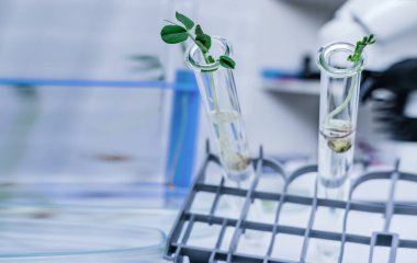 Genetik olarak modifiye edilmiş bitki test edildi. Ekoloji laboratuvarında yeni bitki yetiştirme yöntemleri araştırılıyor..