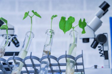 Genetik olarak modifiye edilmiş bitki test edildi. Ekoloji laboratuvarında yeni bitki yetiştirme yöntemleri araştırılıyor.