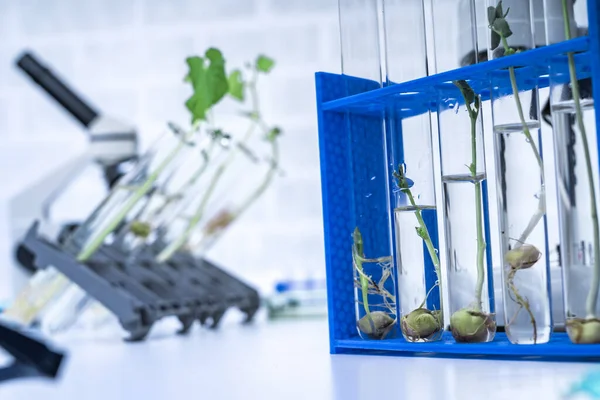 Genetisch Gemodificeerde Plant Getest Ecologie Laboratorium Verkennen Van Nieuwe Methoden — Stockfoto