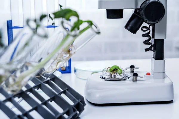 Planta Geneticamente Modificada Testada Laboratório Ecologia Explorando Novos Métodos Melhoramento — Fotografia de Stock