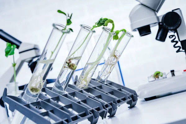 Genetik Olarak Modifiye Edilmiş Bitki Test Edildi Ekoloji Laboratuvarında Yeni — Stok fotoğraf