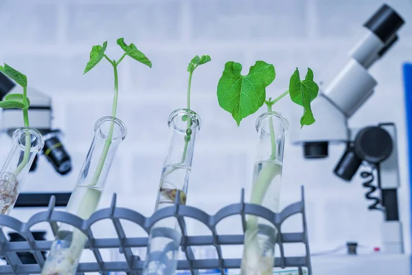 Genetically modified plant tested .Ecology laboratory exploring new methods of plant breeding