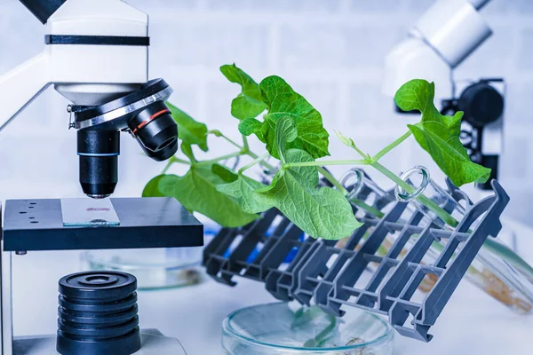 Genetikailag Módosított Növény Ökológiai Laboratórium Amely Növénynemesítés Módszereit Vizsgálja — Stock Fotó