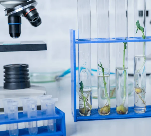 Genetycznie Zmodyfikowana Roślina Badana Laboratorium Ekologiczne Badające Nowe Metody Hodowli — Zdjęcie stockowe