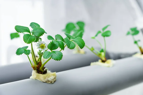 Hidroponia Fileira Plantação Morango Hidropônico Exploração — Fotografia de Stock