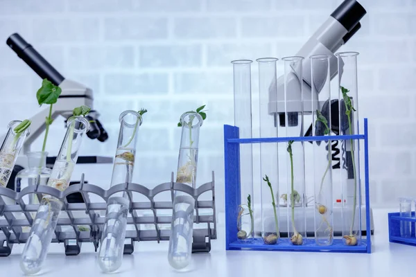 Planta Geneticamente Modificada Testada Laboratório Ecologia Explorando Novos Métodos Melhoramento — Fotografia de Stock