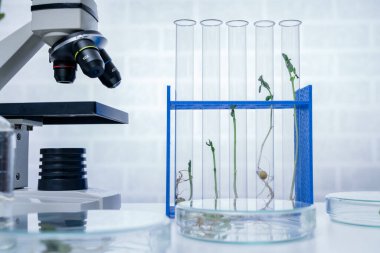 Genetik olarak modifiye edilmiş bitki test edildi. Ekoloji laboratuvarında yeni bitki yetiştirme yöntemleri araştırılıyor..