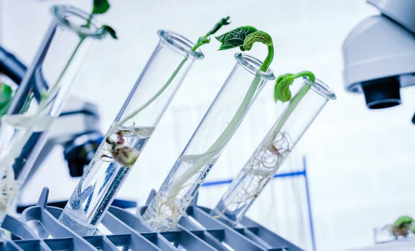 Genetik Olarak Modifiye Edilmiş Bitki Test Edildi Ekoloji Laboratuvarında Yeni — Stok fotoğraf
