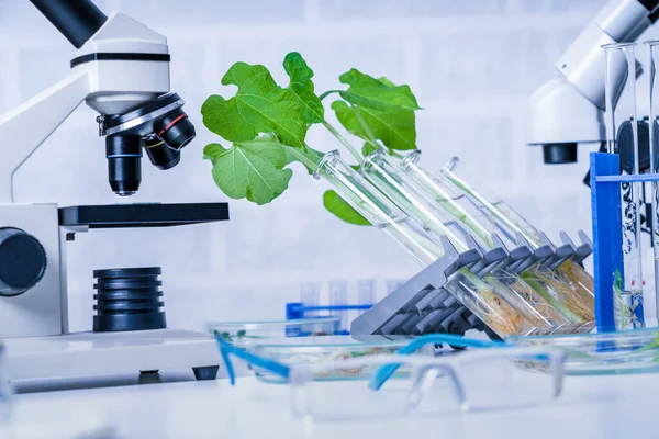 Genetisch Gemodificeerde Plant Getest Ecologie Laboratorium Verkennen Van Nieuwe Methoden — Stockfoto