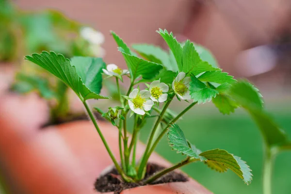 Fila Hidropónica Plantación Fresa Hidropónica Granja — Foto de Stock