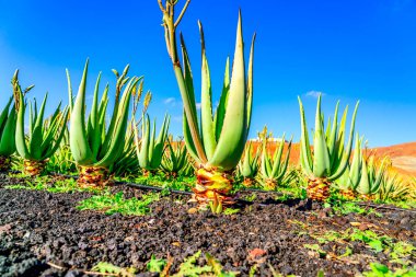 Aloe Vera bitkisi. Aloe Vera çiftliği. Furteventura, Kanarya Adaları, İspanya.