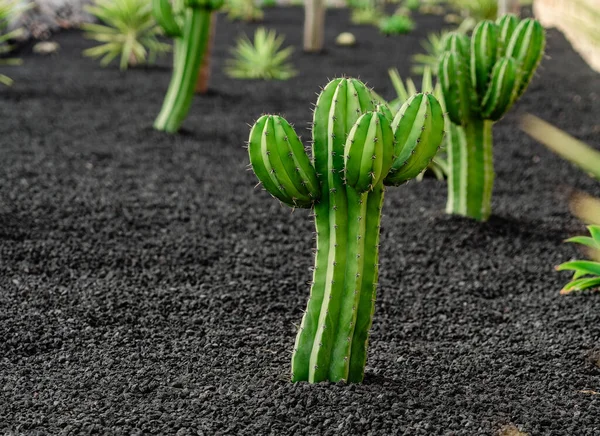 Pianta Cactus Che Cresce Terreno Vulcanico Nero — Foto Stock