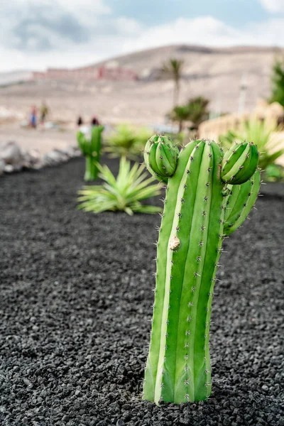 Pianta Cactus Che Cresce Terreno Vulcanico Nero — Foto Stock