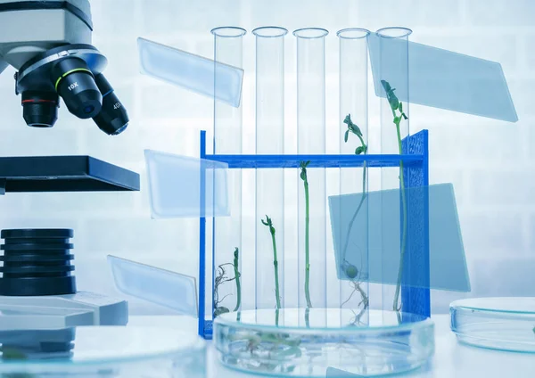 Genetically Modified Plant Tested Ecology Laboratory Exploring New Methods Plant — Stock Photo, Image