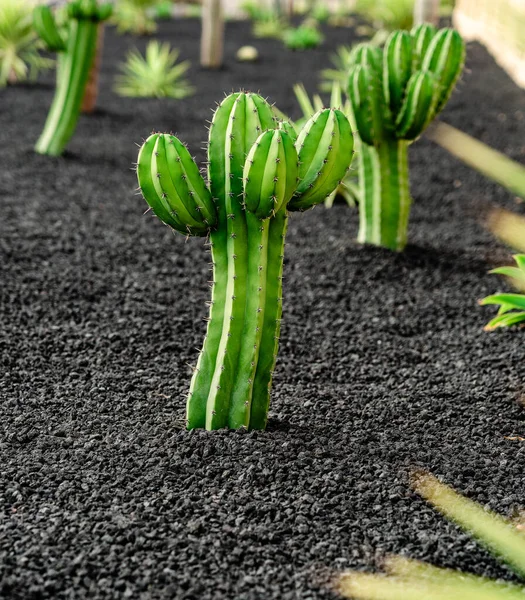 Pianta Cactus Che Cresce Terreno Vulcanico Nero — Foto Stock