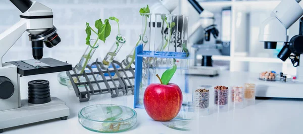 Chemical Laboratory of the Food supply . Food in laboratory, dna modify .GMO Genetically modified food in lab .Red Apple.