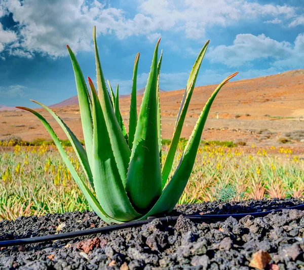 Pianta Aloe Vera Piantagione Aloe Vera Furteventura Isole Canarie Spagna — Foto Stock