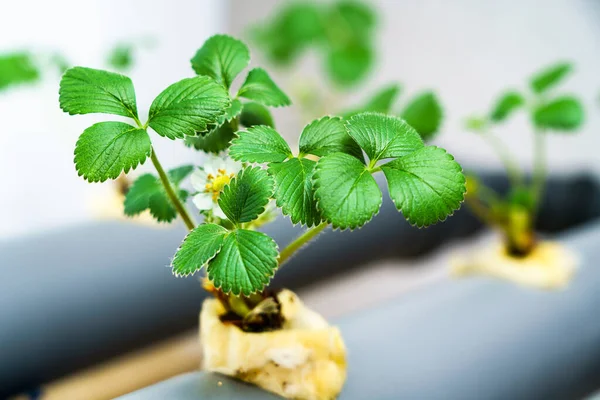 Hidroponia Fileira Plantação Morango Hidropônico — Fotografia de Stock