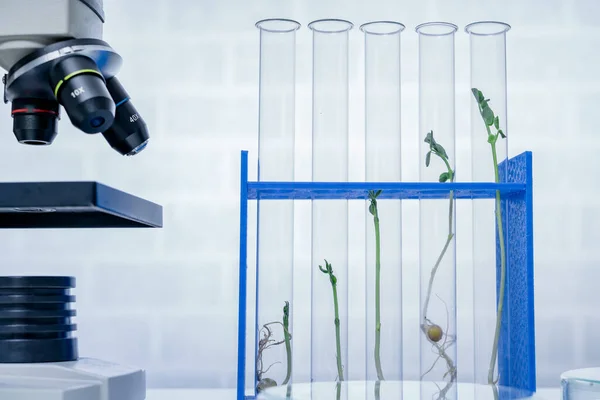 Genetisch Gemodificeerde Plant Getest Ecologie Laboratorium Verkennen Van Nieuwe Methoden — Stockfoto