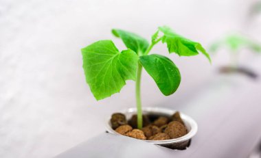 Sebze çiftliği. Bitki yetiştirmek için hidrofonik yöntem.