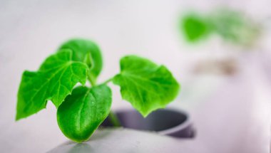 Sebze çiftliği. Bitki yetiştirmek için hidrofonik yöntem.