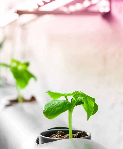 蔬菜水栽农场 种植植物的水栽法 — 图库照片