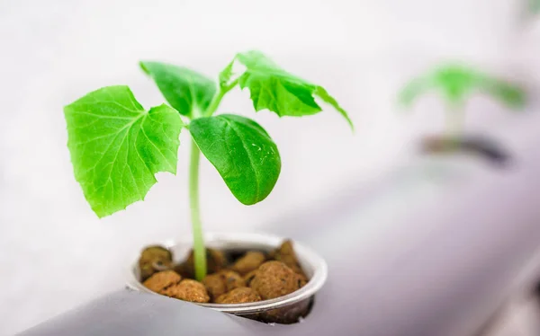 野菜の水耕栽培 植物を栽培するための水耕栽培法 — ストック写真