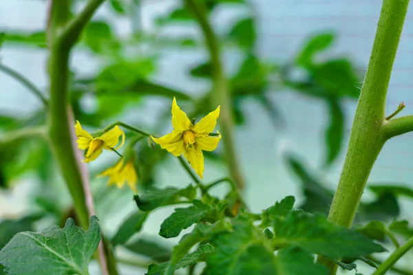 トマトの花 トマトの花の美しさ — ストック写真