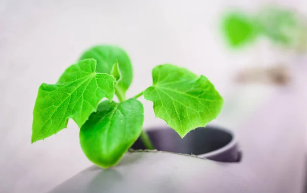 蔬菜水栽农场 种植植物的水栽法 — 图库照片