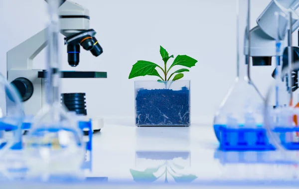 Genetically Modified Plant Tested Ecology Laboratory Exploring New Methods Plant — Stock Photo, Image