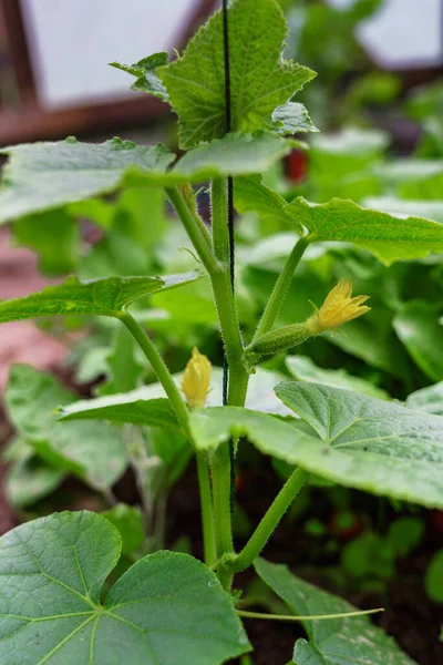 Jonge Komkommer Met Gele Bloemen Groene Komkommer Stockafbeelding