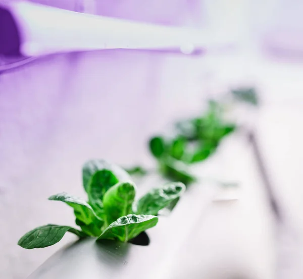 Groenten Hydrocultuur Boerderij Hydroponica Methode Van Groeiende Planten Rechtenvrije Stockafbeeldingen