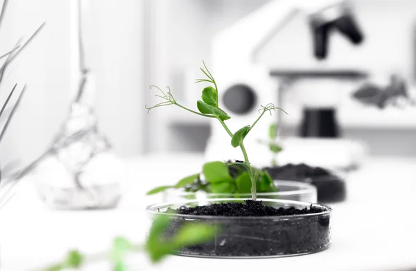 Plante génétiquement modifiée testée dans une boîte de Pétri .Ecology laborat — Photo