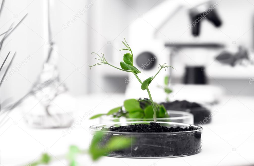 Genetically modified plant tested in petri dish .Ecology laborat