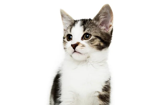 Malé kotě na bílém pozadí, — Stock fotografie