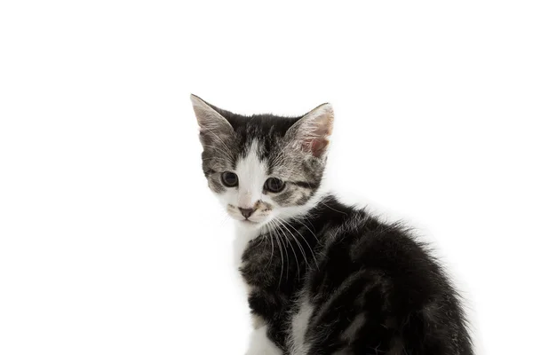 Malé šedé kotě na bílém pozadí — Stock fotografie