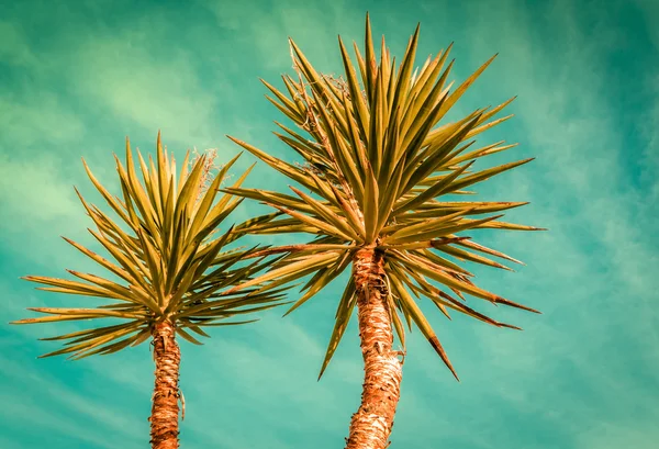 Silueta de palmeras en la playa tropical al atardecer — Foto de Stock