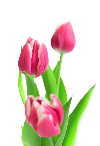 Beautiful red tulips  on white background Royalty Free Stock Photos