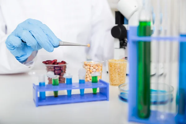 Milho sujeito a seleção em laboratório microbiológico . — Fotografia de Stock