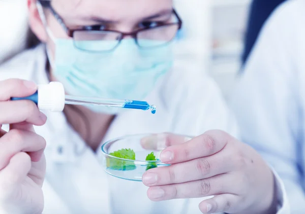 Estudo de plantas geneticamente modificadas de OGM em laboratório — Fotografia de Stock