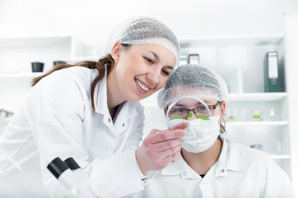 Equipo de científicos en un laboratorio que trabaja en pruebas químicas . —  Fotos de Stock