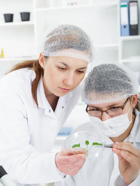 Equipo de científicos en un laboratorio que trabaja en pruebas químicas . — Foto de Stock