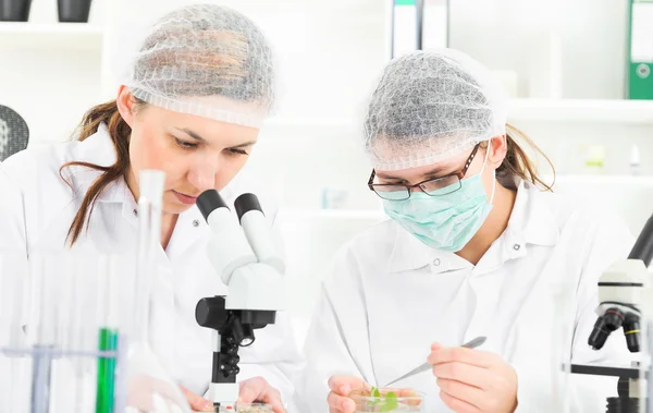 Equipo de científicos en un laboratorio que trabaja en pruebas químicas . — Foto de Stock