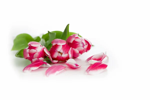 Bei tulipani rossi su sfondo bianco — Foto Stock