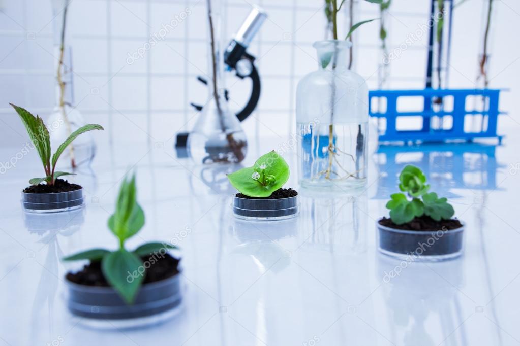 Genetically modified plant tested in petri dish .Ecology laboratory